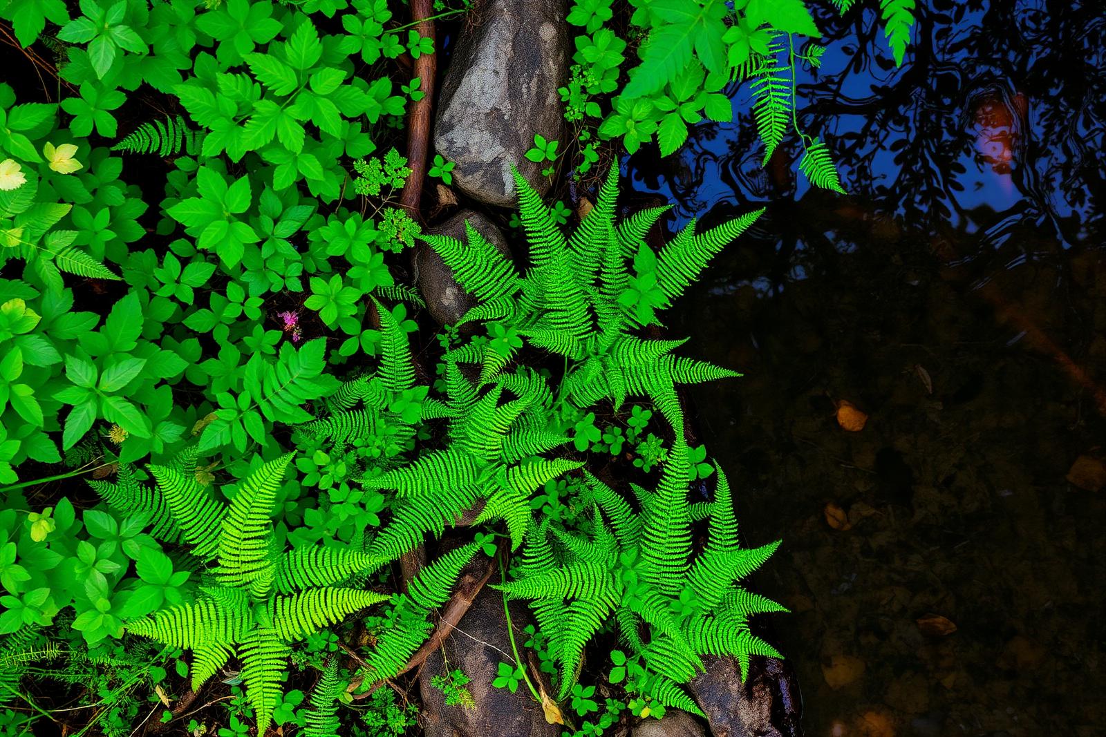 Native plants along a Pacific Northwest stream